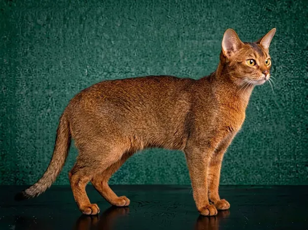 Abyssinian: The Complete Cat Breed Guide.