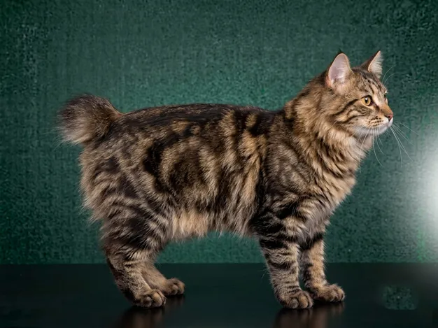 American Bobtail: The Complete Cat Breed Guide.