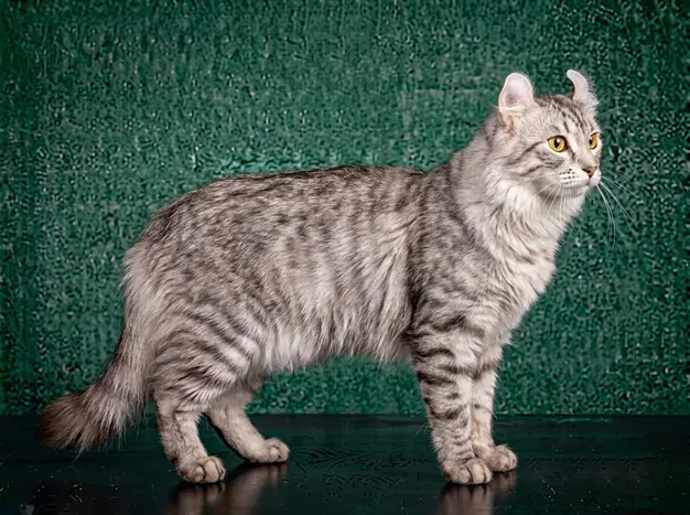 American Curl: The Complete Cat Breed Guide.
