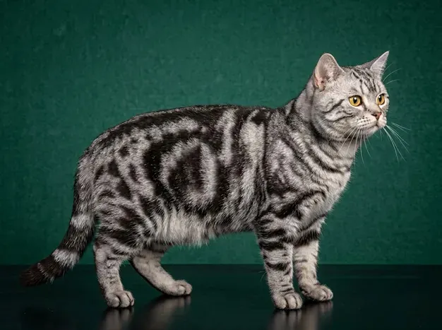 American Shorthair