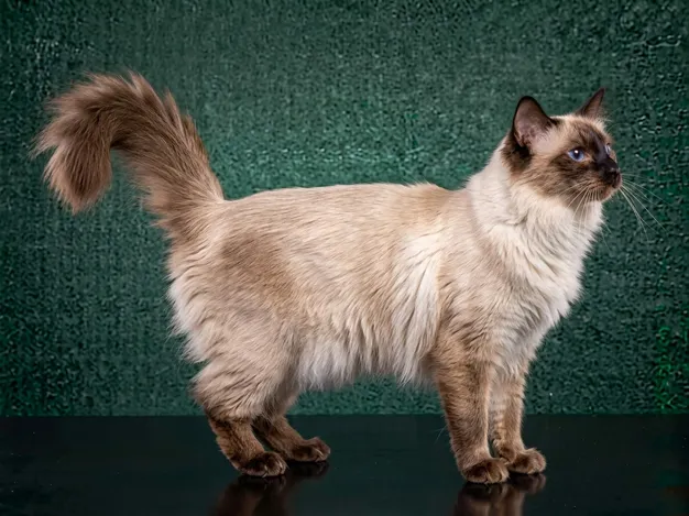 Balinese: The Complete Cat Breed Guide.