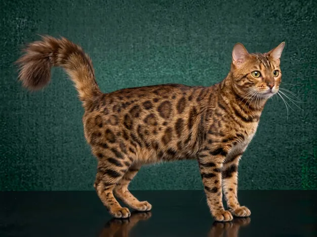Bengal Cat: The Complete Cat Breed Guide.