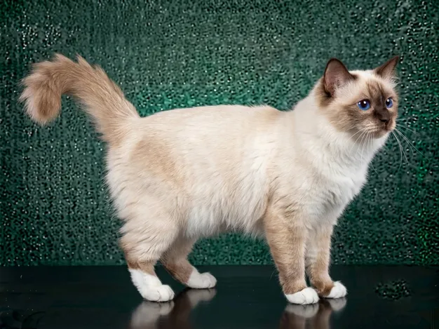Birman: The Complete Cat Breed Guide.