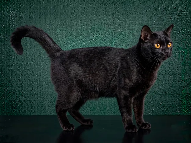 Bombay Cat: The Complete Cat Breed Guide.