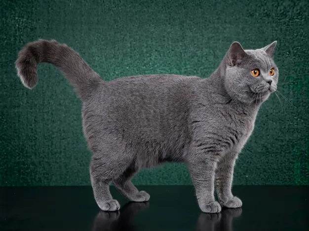 British Shorthair: The Complete Cat Breed Guide.