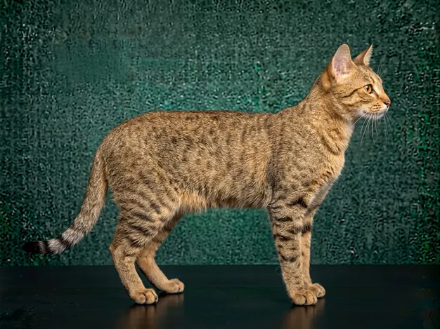 Chausie: The Complete Cat Breed Guide.