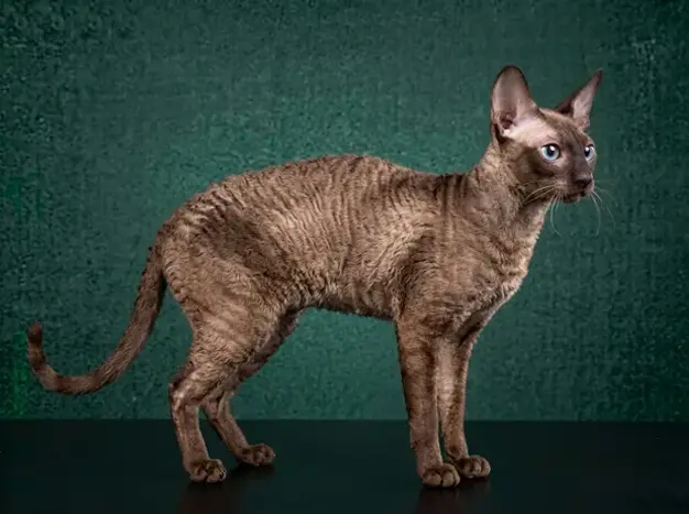 Cornish Rex: The Complete Cat Breed Guide.