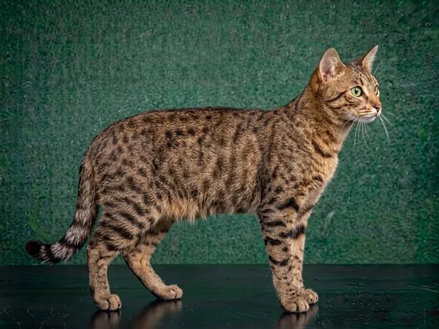Domestic Shorthair: The Complete Cat Breed Guide.