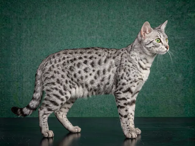 Egyptian Mau: The Complete Cat Breed Guide.