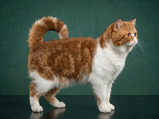 Exotic Shorthair: The Complete Cat Breed Guide.