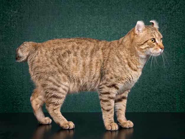 Highlander Cat: The Complete Cat Breed Guide.