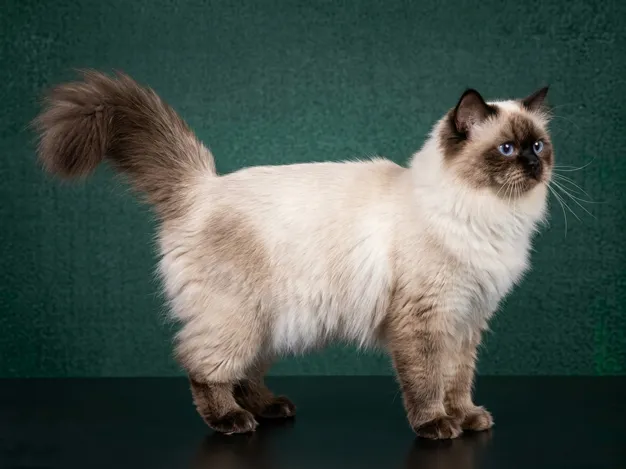 Himalayan: The Complete Cat Breed Guide.