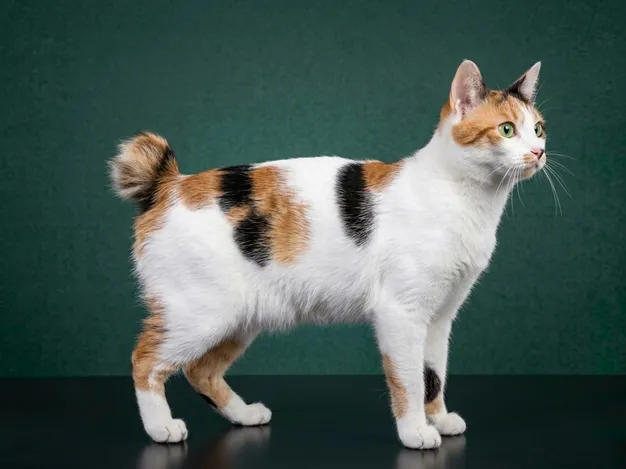 Japanese Bobtail: The Complete Cat Breed Guide.