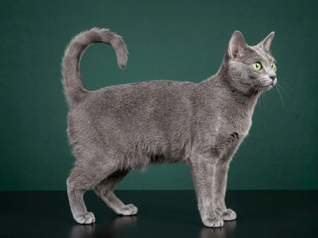 Korat: The Complete Cat Breed Guide.