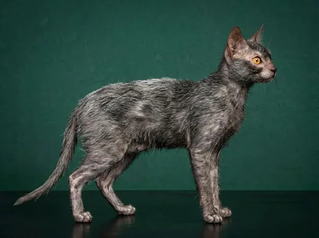 Lykoi: The Complete Cat Breed Guide.