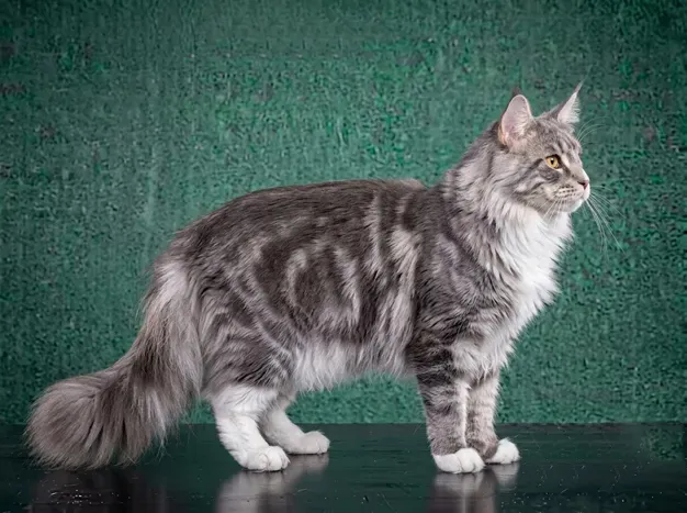 Maine Coon: The Complete Cat Breed Guide.
