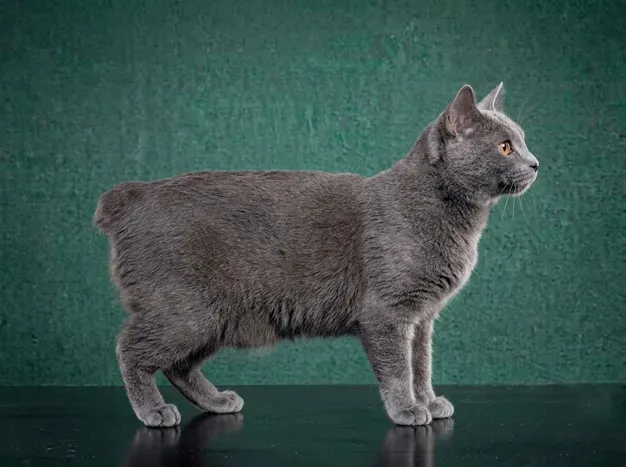 Manx: The Complete Cat Breed Guide.