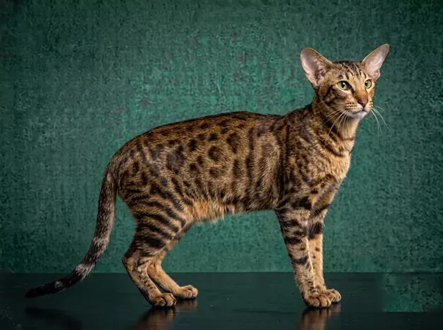 Ocicat: The Complete Cat Breed Guide.