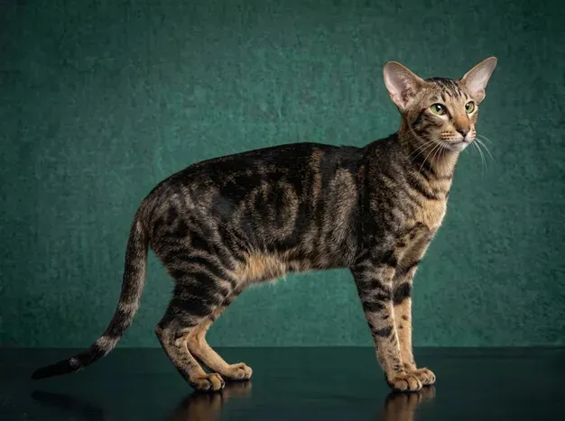 Oriental Shorthair: The Complete Cat Breed Guide.