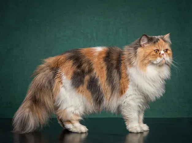 Persian Cat: The Complete Cat Breed Guide.
