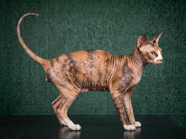 Peterbald: The Complete Cat Breed Guide.