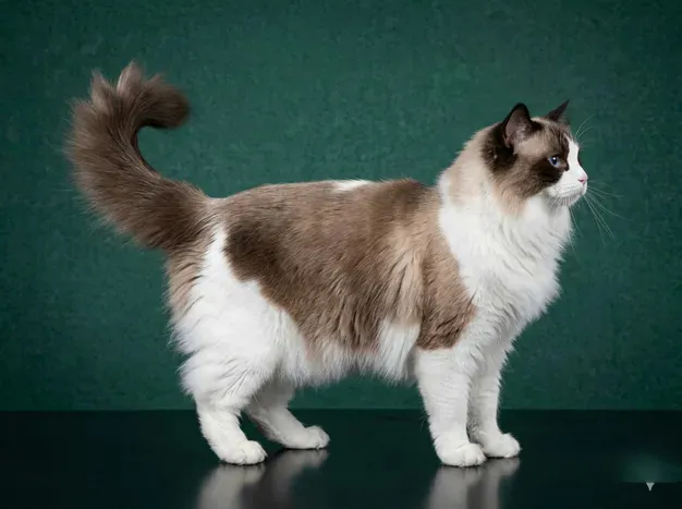 Ragdoll: The Complete Cat Breed Guide.