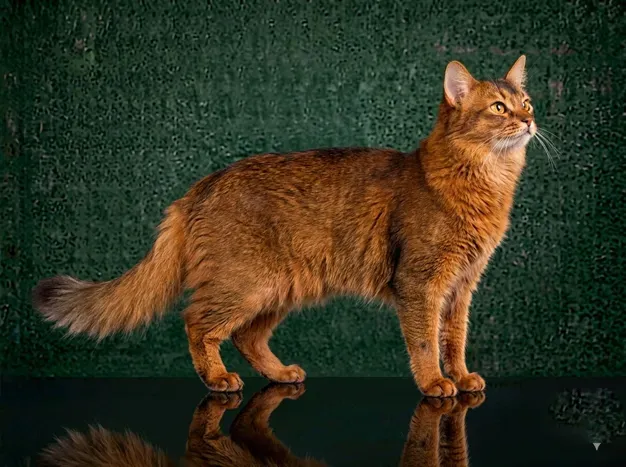 Somali Cat: The Complete Cat Breed Guide.