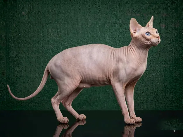 Sphynx: The Complete Cat Breed Guide.