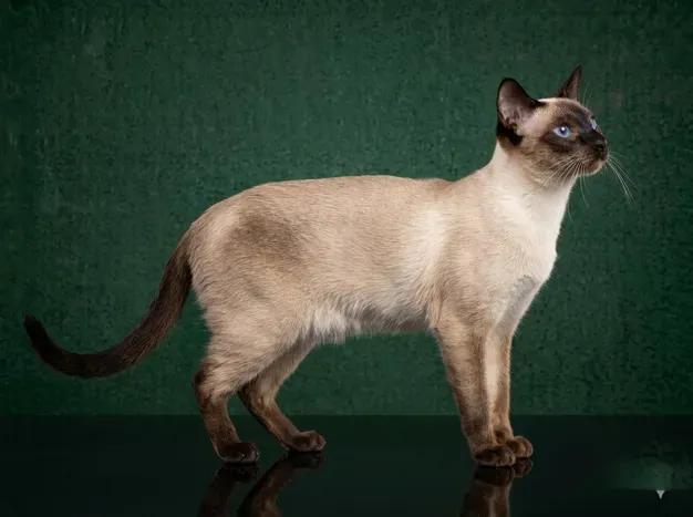 Thai Siamese: The Complete Cat Breed Guide.