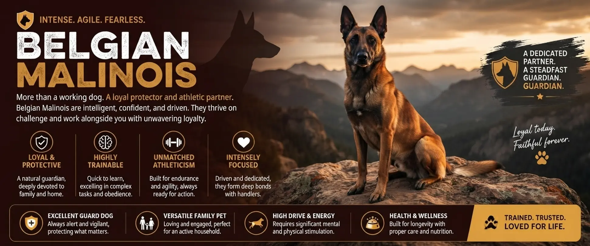 Belgian Malinois Puppies For Sale