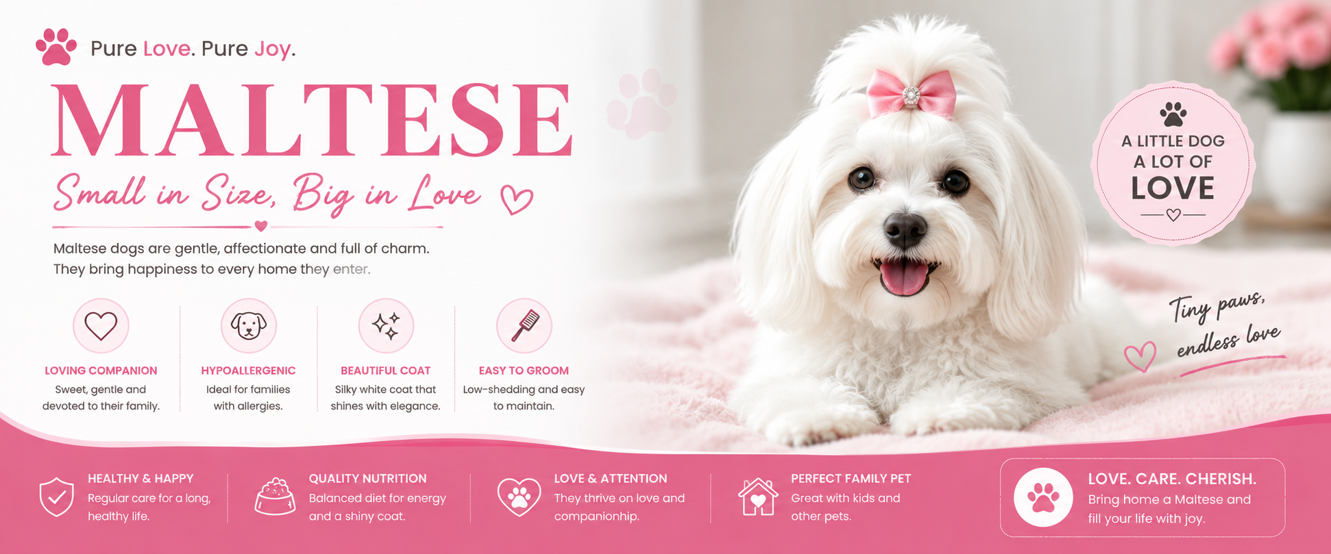 Maltese Puppies For Sale