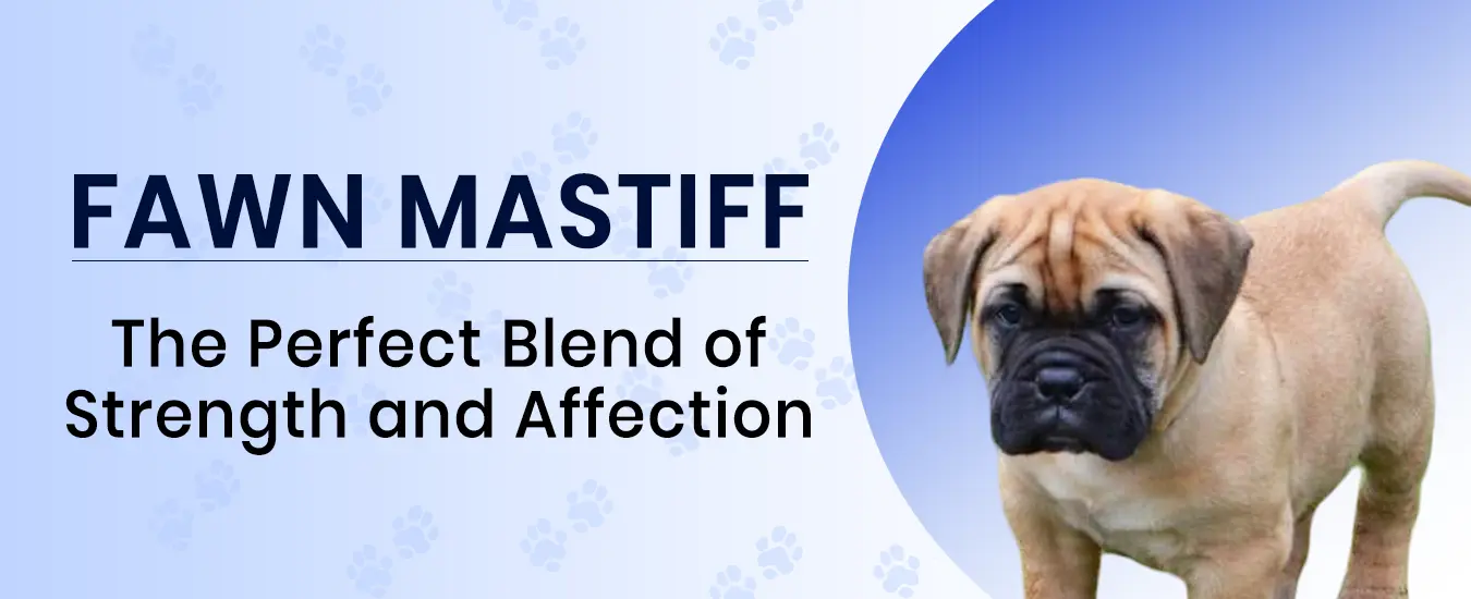 Mastiff Puppies For Sale