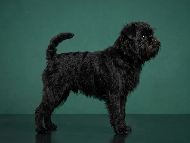 Affenpinscher: The Complete Breed Guide.