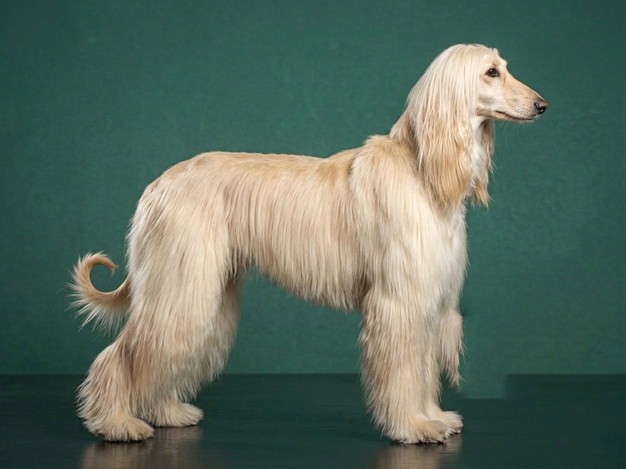 Afghan Hound: The Complete Breed Guide.