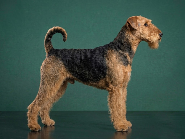 Airedale Terrier: The Complete Breed Guide.
