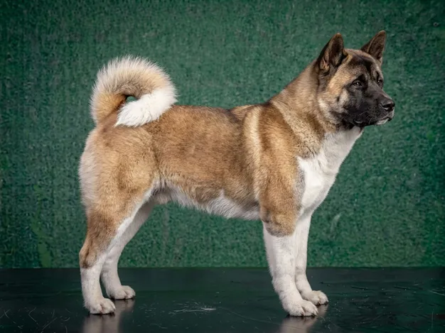 Akita: The Complete Breed Guide.