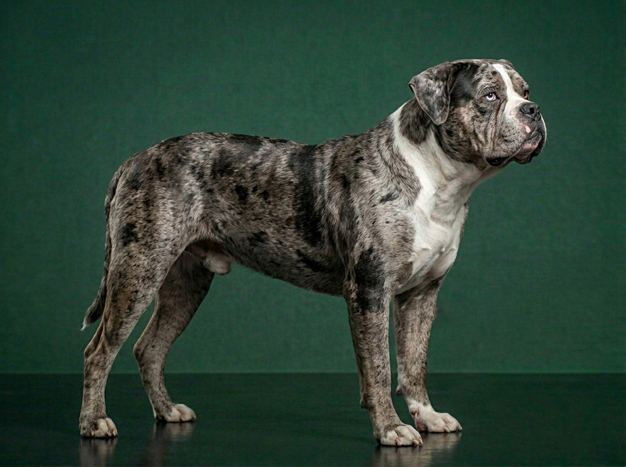 Alapaha Blue Blood Bulldog: The Complete Breed Guide.
