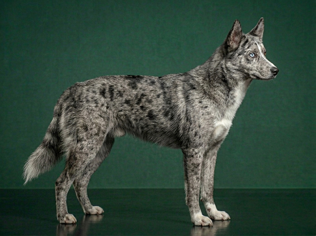 Alaskan Husky: The Complete Breed Guide.