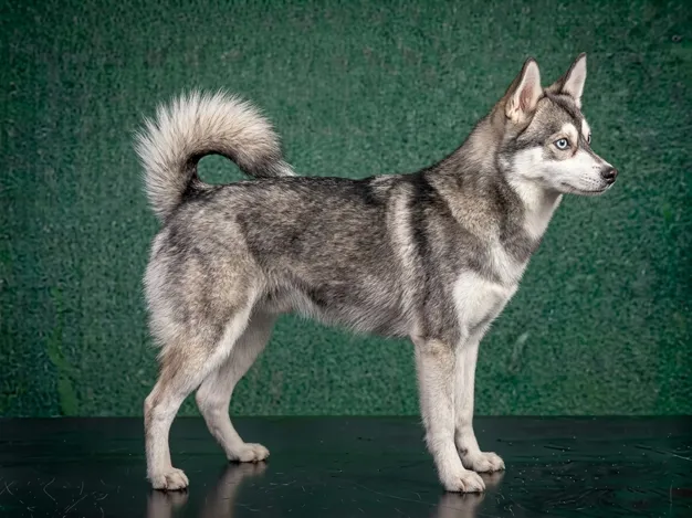 Alaskan Klee Kai: The Complete Breed Guide.