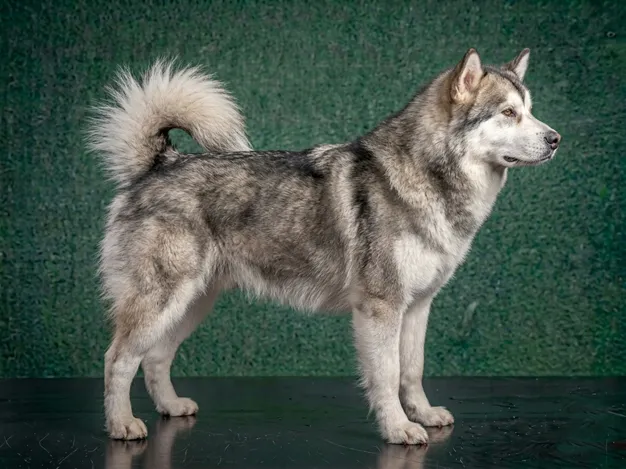 Alaskan Malamute: The Complete Breed Guide.