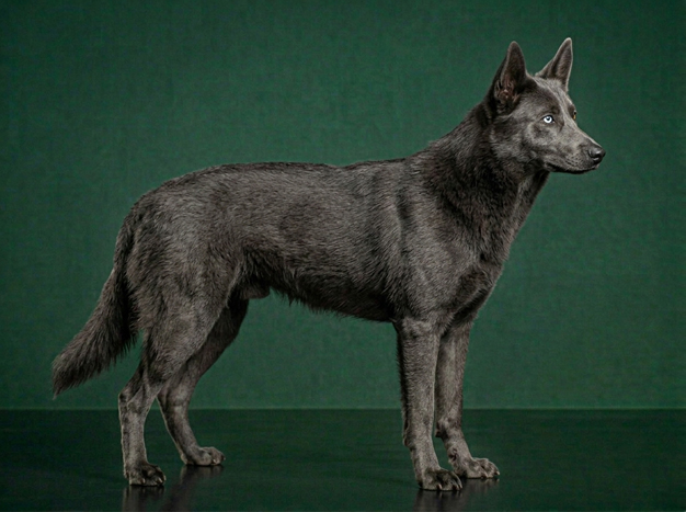 American Blue Bay Shepherd