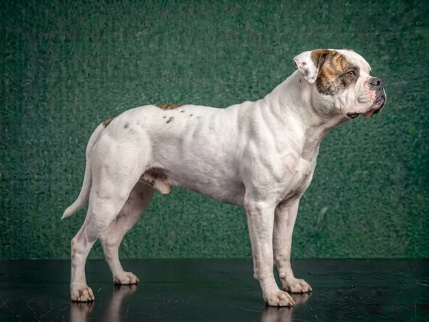American Bulldog: The Complete Breed Guide.
