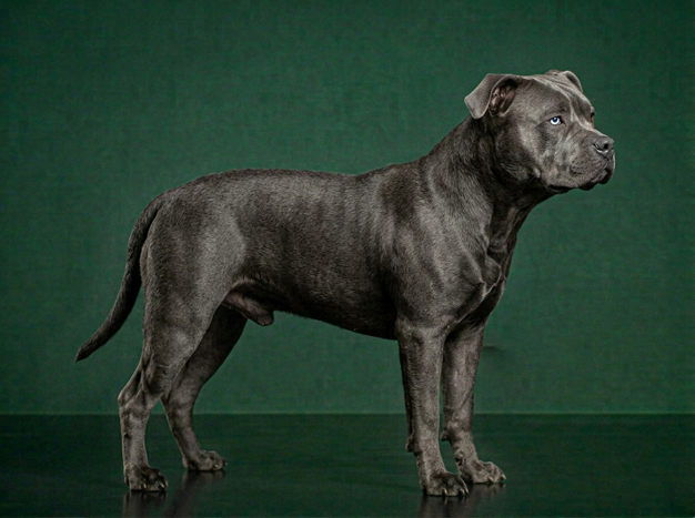 American Bully: The Complete Breed Guide.
