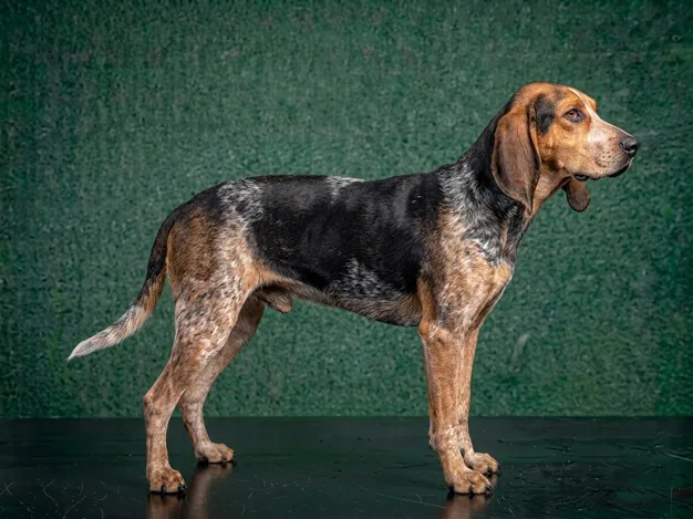 American English Coonhound: The Complete Breed Guide.