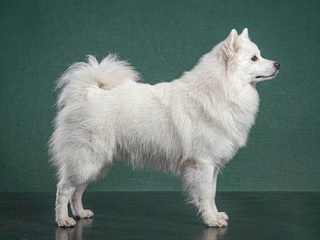 American Eskimo Dog: The Complete Breed Guide.