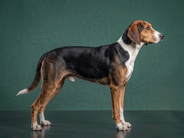 American Foxhound: The Complete Breed Guide.