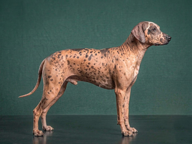 American Hairless Terrier: The Complete Breed Guide.