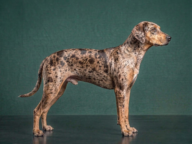 American Leopard Hound: The Complete Breed Guide.
