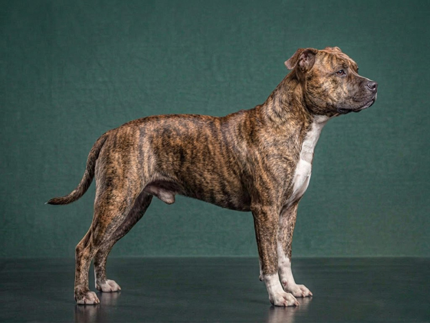 American Staffordshire Terrier: The Complete Breed Guide.