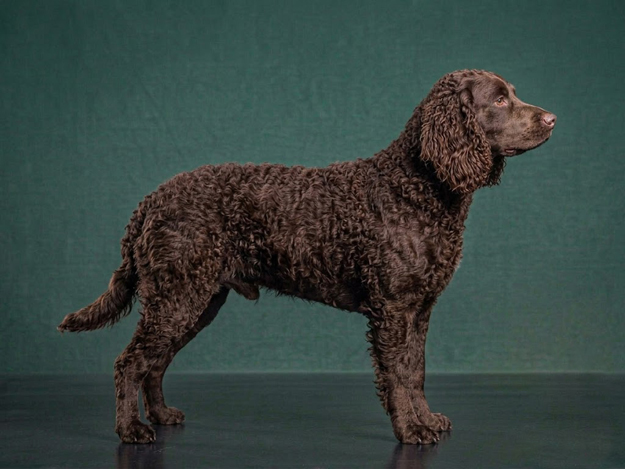 American Water Spaniel: The Complete Breed Guide.